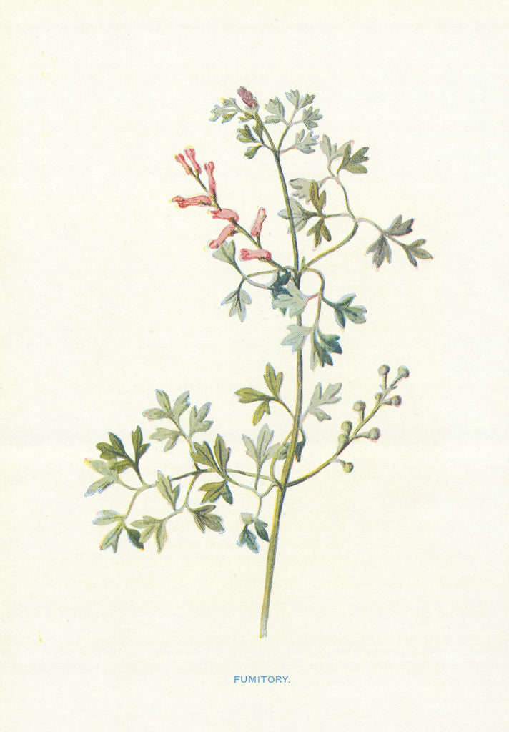 Fumitory. Wild Flowers by Frederick Edward Hulme c1895 old antique print